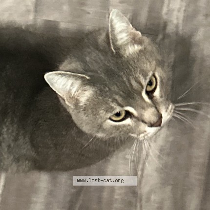 Photo 1/1 Grey Man Cat lost in Seymour