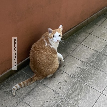 Foto di gatto ritrovato a Saint Brieuc
