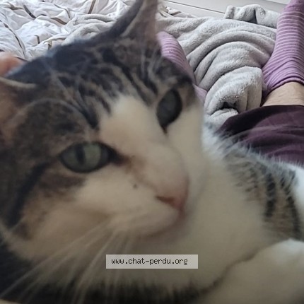 Photo of a cat found in Varennes Les Narcy