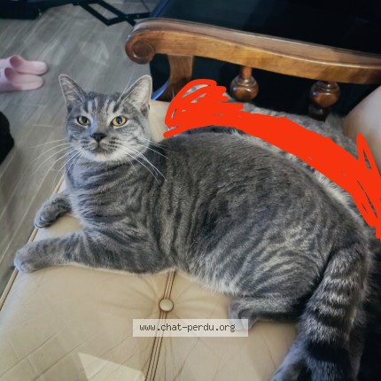 Photo of a cat found in Dignac