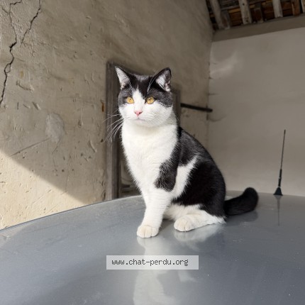 Photo of a cat found in Rosny Sous Bois