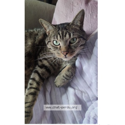 Photo of a cat found in Joue Les Tours