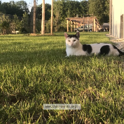 Photo of a cat found in Marolles En Brie