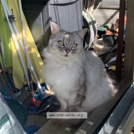 Foto einer verlorenen Katze in Vullierens
