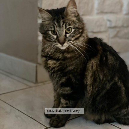 Photo of a cat found in Fos Sur Mer