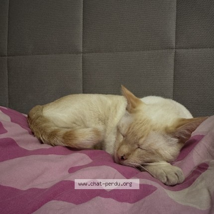 Foto einer verlorenen Katze in Cressier Ne