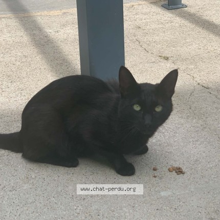 Foto van gevonden kat in Alleur