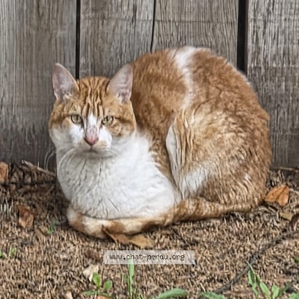Foto van gevonden kat in Uccle
