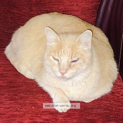 Photo of a cat found in Pignan