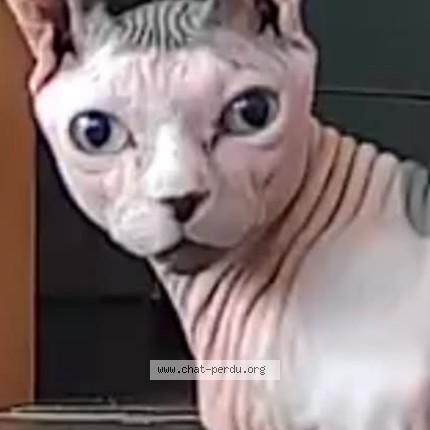 Photo of a cat found in Becancour