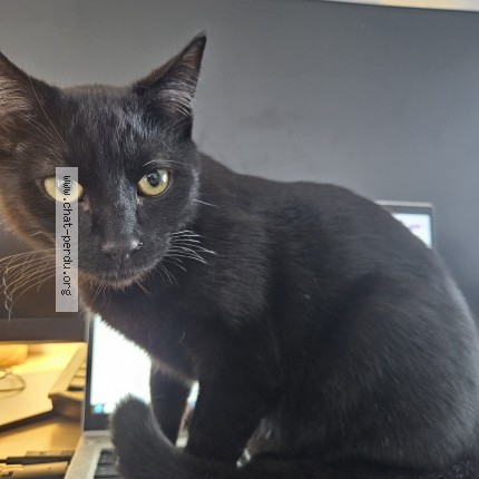 Foto 1/1 Gunther Kat vermist in Chaumont Gistoux
