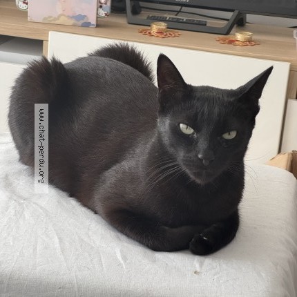 Photo of a cat found in Saint Denis
