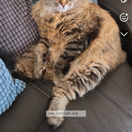 Photo 1/1 skittles Cat lost in Hamilton