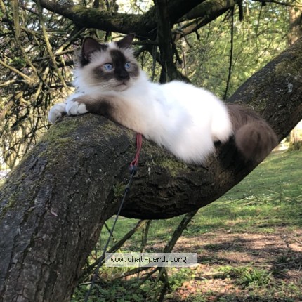 Foto van vermiste kat in Liege
