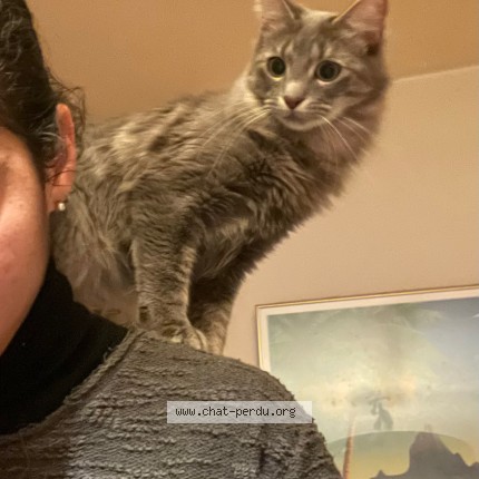 Photo of a cat found in Maisons Alfort