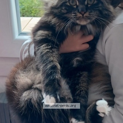 Photo of a cat found in Achicourt
