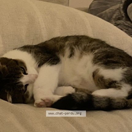 Foto 1/1 Kat teruggevonden Vermist in Lasne