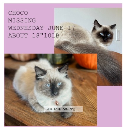 Photo 1/1 Choco Cat lost in Sechelt