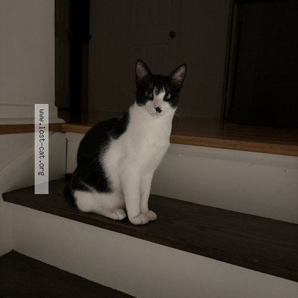 Photo 1/1 Leo Cat lost in Richmond Hill