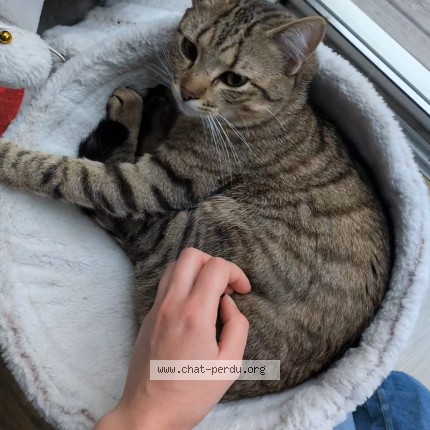 Photo of a cat found in Angouleme