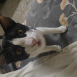 kitty