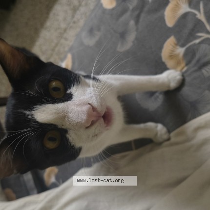 Photo 1/1 kitty Cat lost in New Delhi