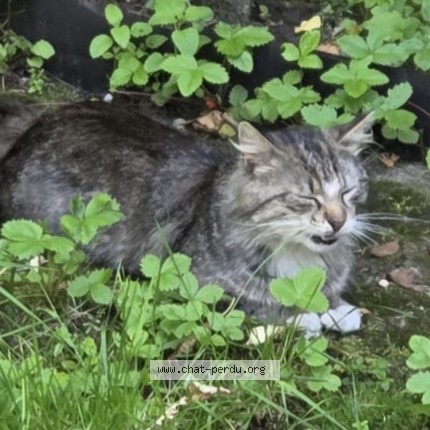 Foto van gevonden kat in Evere