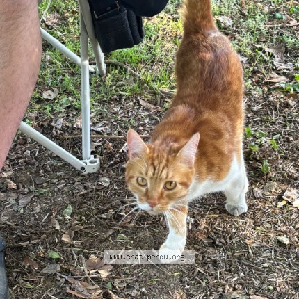 Photo of a cat found in St Brice Sous Foret