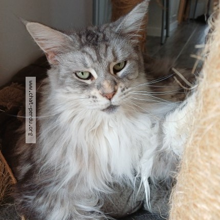 Photo of a cat found in Josse