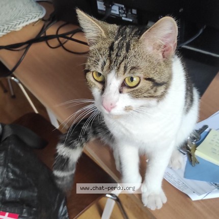 Foto 1/1 Kat gevonden Gevonden in Bruxelles