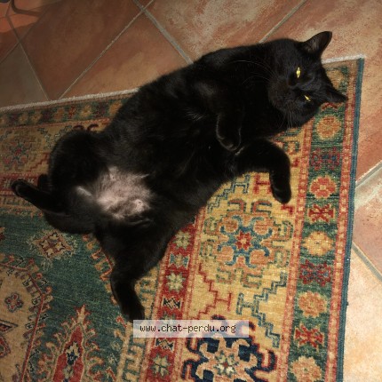 Photo of a cat found in Penmarch