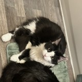 chaka