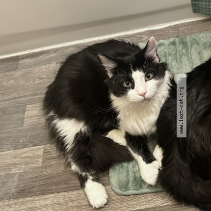 Photo 1/1 chaka Cat lost in Anchorage