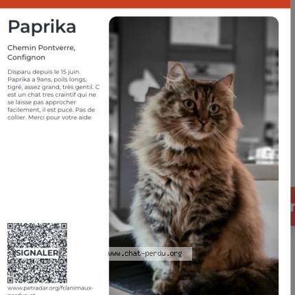 Foto 1/1 paprika Katze verloren in Confignon