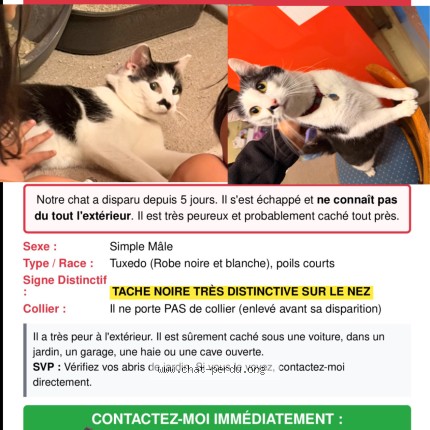 Foto einer verlorenen Katze in Bissen Luxembourg
