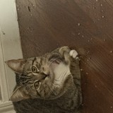 Mateo