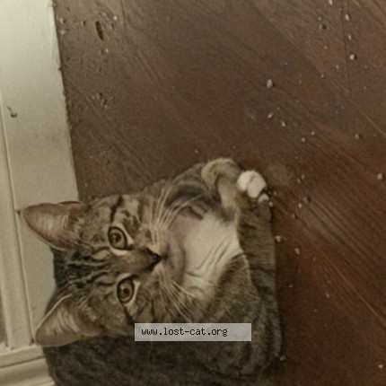Photo 1/1 Mateo Cat lost in Pasadena