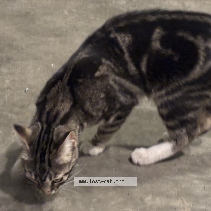 Photo 1/1 Found cat Found in Calgary