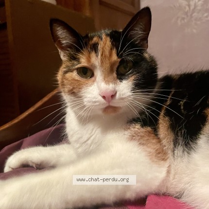 Photo of a cat found in Montret