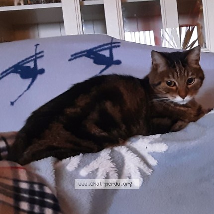 Photo of a cat found in Nogent Sur Marne