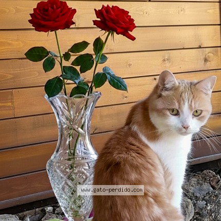 Photo of a cat found in Algezares