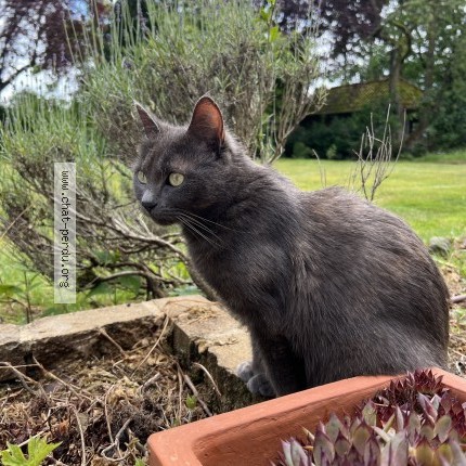 Foto 1/1 BELLA Kat vermist in Waterloo