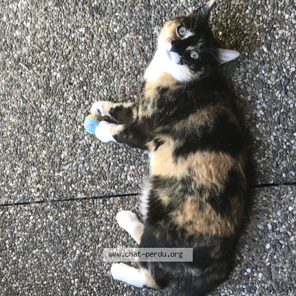Photo of a cat found in Colomiers