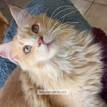 Photo of a cat found in Aiton