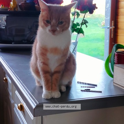 Photo of a cat found in Saint Jean De Monts