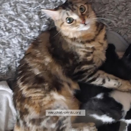 Photo of a cat found in Meyzieu