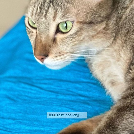 Photo 1/1 vazir Cat lost in Hyderabad