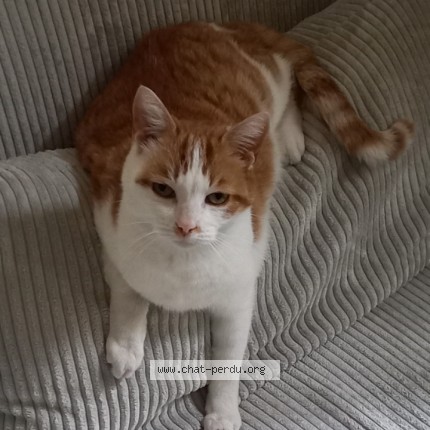 Photo of a cat found in Lagny Sur Marne