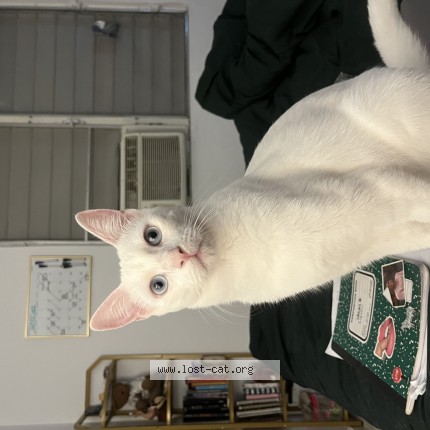 Picture of cat lost at Yabucoa