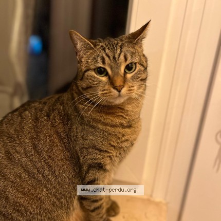 Foto 1/1 Kat teruggevonden Vermist in Evere
